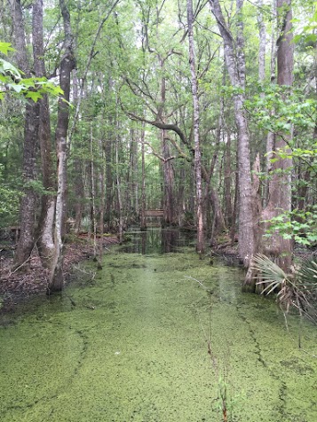 Beware of the creatures lurking in the swamp