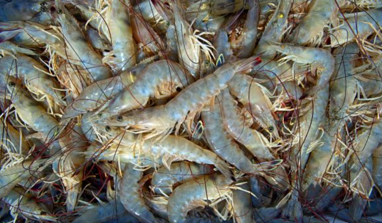 Shrimp season opens in South Carolina May 29 with encouraging forecast