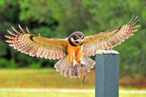 The Avian Conservation Center, renowned Charleston based education and